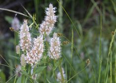 some very pretty white flowers in the grass