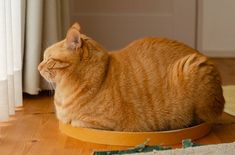 an orange tabby cat sitting in a wooden bowl on the floor next to a window