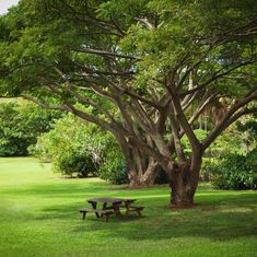 a picnic table under a large tree in the middle of a field with green grass