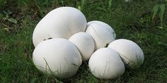 a pile of white eggs sitting in the grass