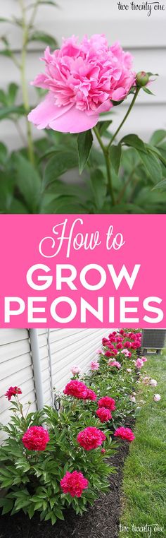 how to grow peonies in the garden with text overlay that reads, how to grow peonies