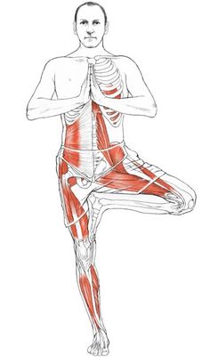 a drawing of a man doing yoga with muscles highlighted in the back and upper half