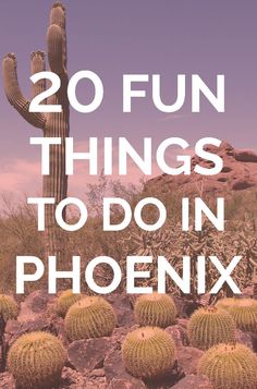 a cactus with the words 20 fun things to do in phoenix