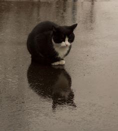 a black and white cat sitting in the rain