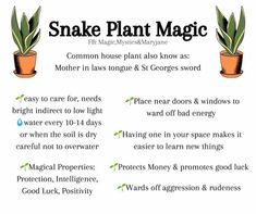 snake plant magic poster with instructions on how to use it in the house and garden