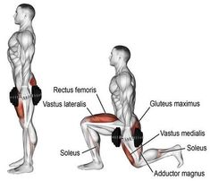 an image of a man doing squats with the muscles labeled in red and white