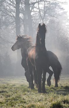 two horses running in the foggy field