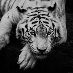 a black and white photo of a tiger laying on the ground with it's eyes closed