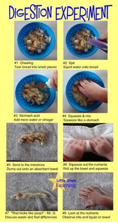 instructions on how to make dissection experiment for babies