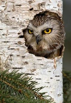 an owl peeks its head out of a hole in a tree with the quote