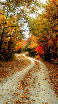 a dirt road surrounded by trees with leaves on the ground