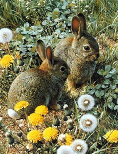 two rabbits sitting in the grass near dandelions