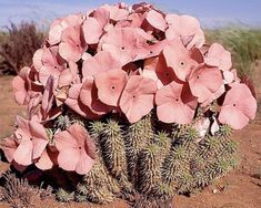 a cactus with pink flowers growing out of it's center in the middle of nowhere