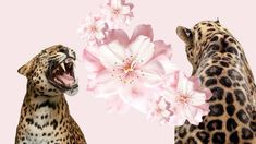 two leopards with their mouths open and flowers in front of them on a pink background