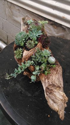 an old piece of wood with succulents and other plants growing out of it