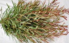 some green and red plants on a white surface