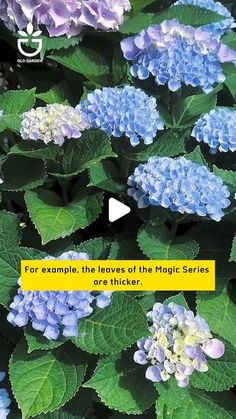 blue and purple flowers with green leaves in the foreground text reads for example, the leaves of the magic series are thicker