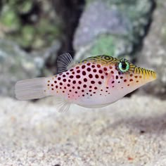 a fish that is sitting in the sand