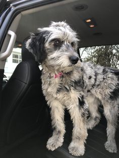 a dog sitting in the back seat of a car