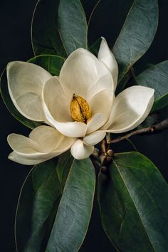 Digital still life of a white magnolia Art Photography Portrait, Fruit Painting, Magnolia Flower, Plant Art, Big Flowers, Arte Floral