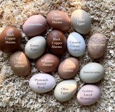 an image of eggs with names on them in different colors and sizes laying on the ground