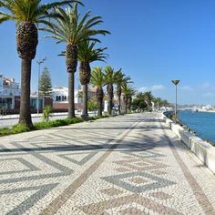 palm trees line the sidewalk next to the water