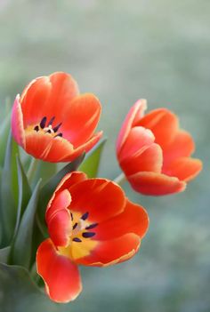 three orange tulips with green stems in the foreground