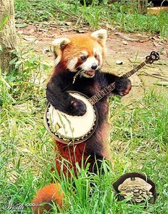 a red panda bear playing an instrument in the grass