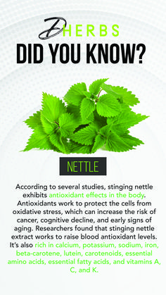 Herb Facts, Naturally Balance Hormones, Nettle Tincture