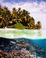 an underwater view of a tropical island with palm trees and corals in the foreground