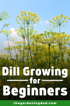 the words dill growing for beginners are in front of some tall yellow flowers