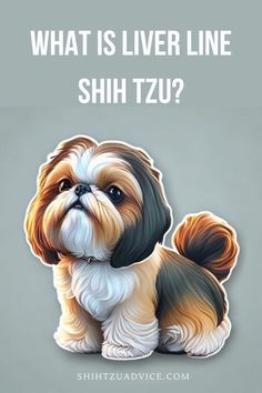 a shih tzu dog with the words what is liver line?