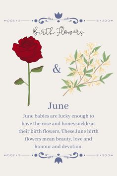 a red rose with the words birth flowers and june