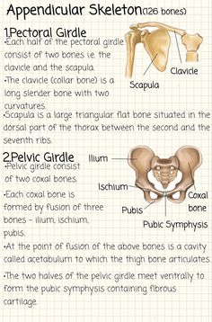 the anatomy of the pel girdle, including the hip and shoulder bones