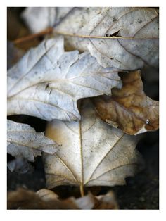 some very pretty looking leaves on the ground