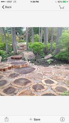 several pictures of different types of trees in the woods, including logs and stones on the ground