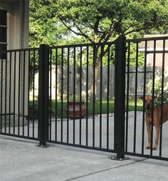 a brown dog standing behind a black fence