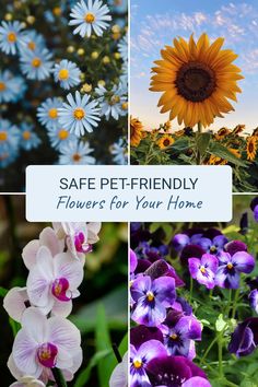 Explore gorgeous pet-friendly flowers with this pin showcasing 4 images of beautiful flowers suitable for homes with pets, including Blue Eyed Daisies, Sunflowers, Phalaenopsis Orchids, and Pansies.