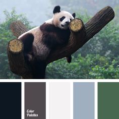 a panda bear sitting on top of a tree branch with color swatches in the background