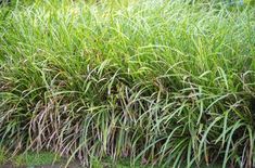 some very tall green grass growing on the side of a road