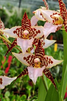 the flowers are blooming very nicely in the garden