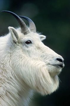 a white goat with long horns standing in front of trees