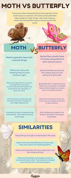 the different types of butterflies and moths are shown in this graphic diagram, which shows how they