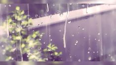 rain is falling down on the window and green plants are in the foreground with purple background