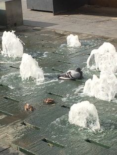 several ducks are swimming in the water near some ice chunks and snow flakes on the ground