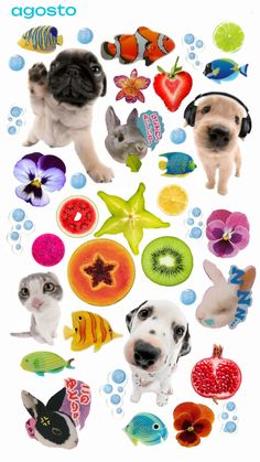 two pugs are surrounded by different types of fish and flowers on a white background