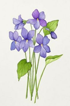 a drawing of purple flowers with green leaves