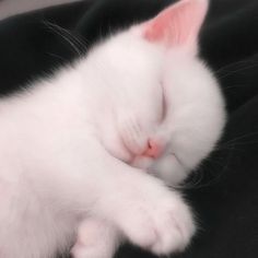 a white cat sleeping on top of a black blanket with its eyes closed and it's head resting