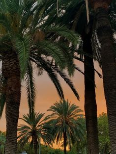 two palm trees are in the foreground with a pink sky in the back ground