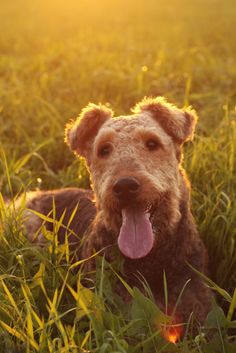 a dog laying in the grass with its tongue out